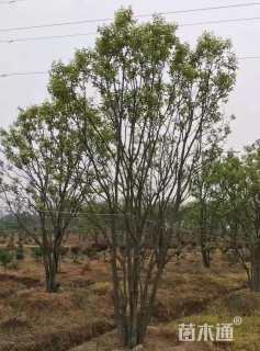 高度550厘米丛生大叶女贞