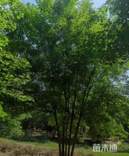 高度500厘米丛生三角枫
