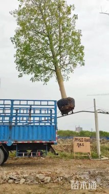 26公分大腹木棉