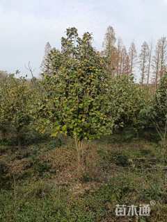 高度380厘米山茶花