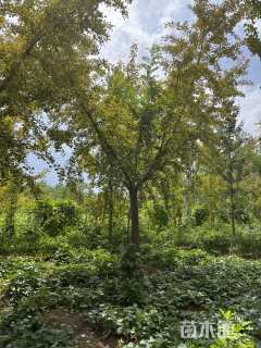 20公分嫁接银杏