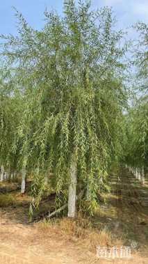 12公分金丝垂柳