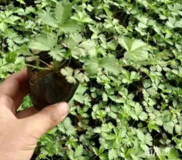 高度15厘米委陵菜