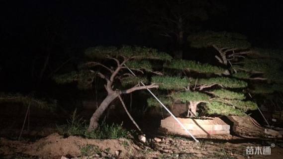 15公分造型油松