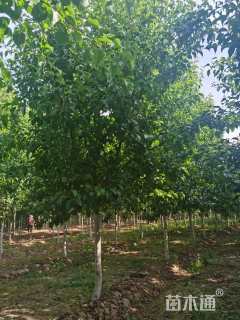 10公分彩叶豆梨-秋火焰