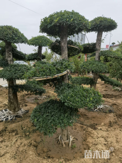 15公分对节白蜡