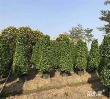 高度200厘米火山榕