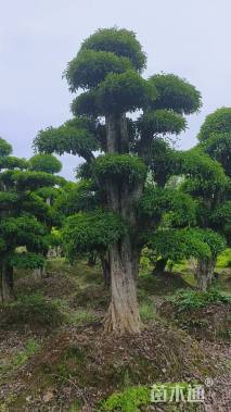 50公分造型椤木石楠