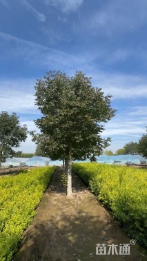 12公分秋紫白蜡