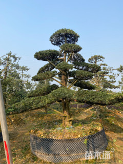 30公分造型罗汉松