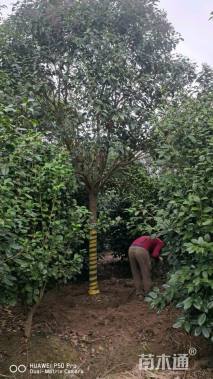 13公分大叶女贞