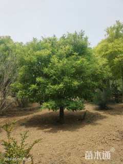 18公分金枝槐