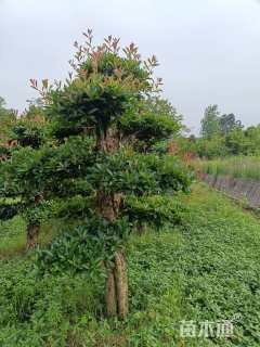 18公分造型椤木石楠