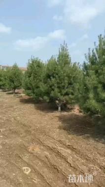 高度300厘米白皮松