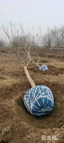 9公分金叶复叶槭