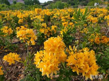高度10厘米映山红