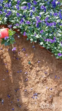 高度16厘米角堇