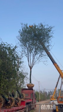 15公分黄山栾树