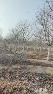 12公分高杆染井吉野樱