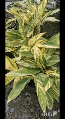 高度20厘米花叶良姜