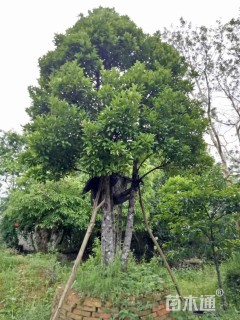 20公分岭南山竹子