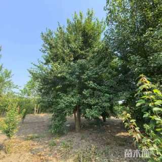 高度600厘米丛生三角枫