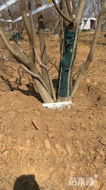 50公分(6杆)丛生乌桕