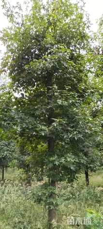 15公分北美枫香