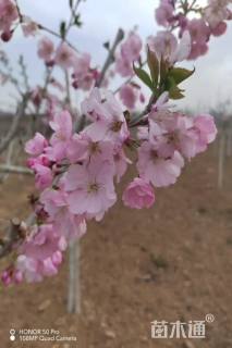 14公分奖章樱花