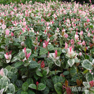 30厘米花叶络石小苗