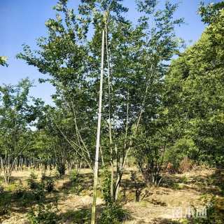 20公分丛生朴树