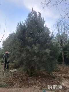 高度450厘米白皮松