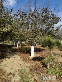 高度450厘米关山樱