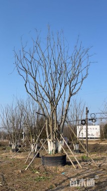 50公分丛生朴树