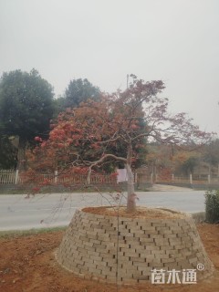 高度300厘米羽毛枫