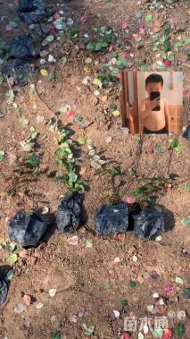 10厘米花叶络石