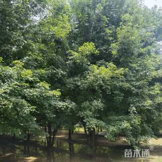 高度600厘米丛生美国红枫