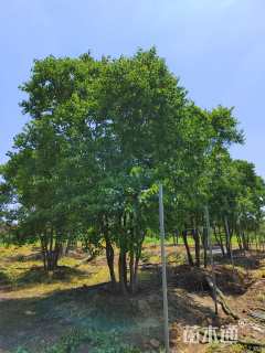 50公分丛生乌桕