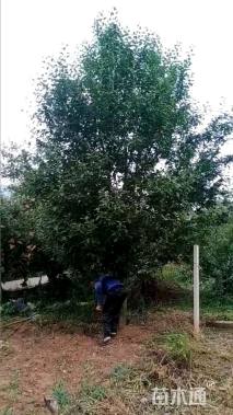 15公分八棱海棠