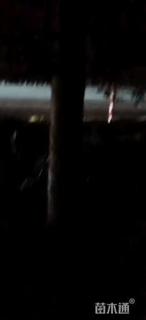 30公分大腹木棉