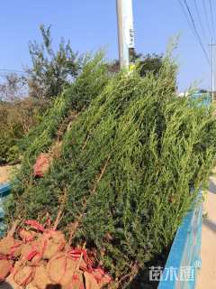 高度100厘米北京桧