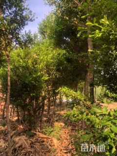 高度2000厘米黄杨