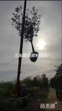 10公分日本晚樱