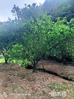 高度400厘米丛生胡柚