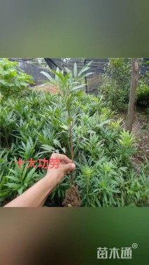 高度50厘米十大功劳