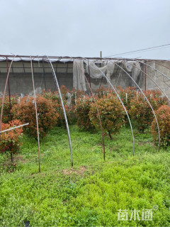 14公分红叶石楠