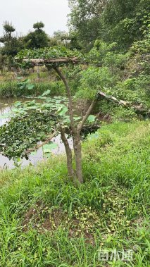 10公分造型冬青