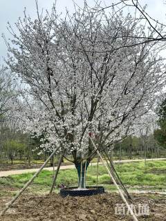 15公分染井吉野