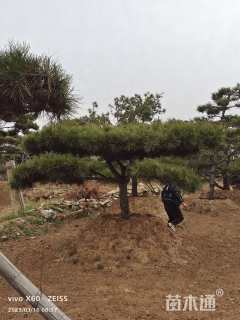 16公分造型黑松