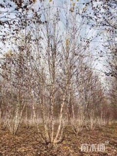 高度900厘米丛生河桦